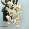 dendrobium farmeri 